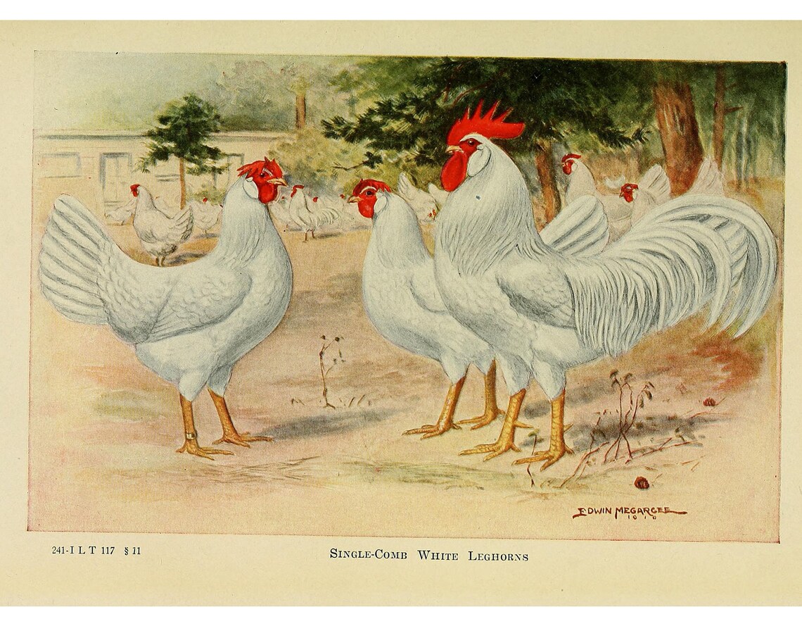 Leghorn Chicken Vintage Lithograph, Farm Animal Art Print
