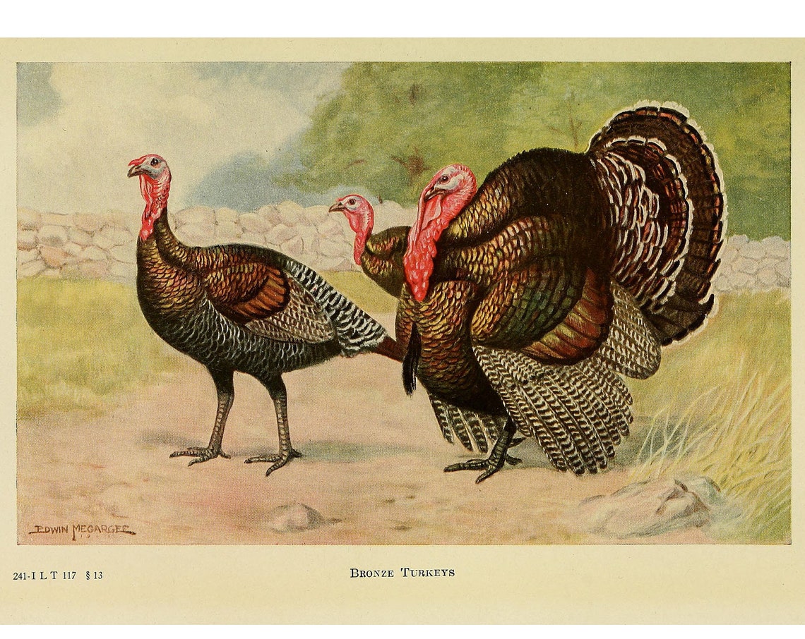 Bronze Turkeys Vintage Lithograph Print