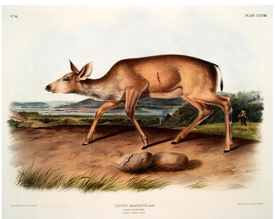 Black Tailed Deer Antique Lithograph
