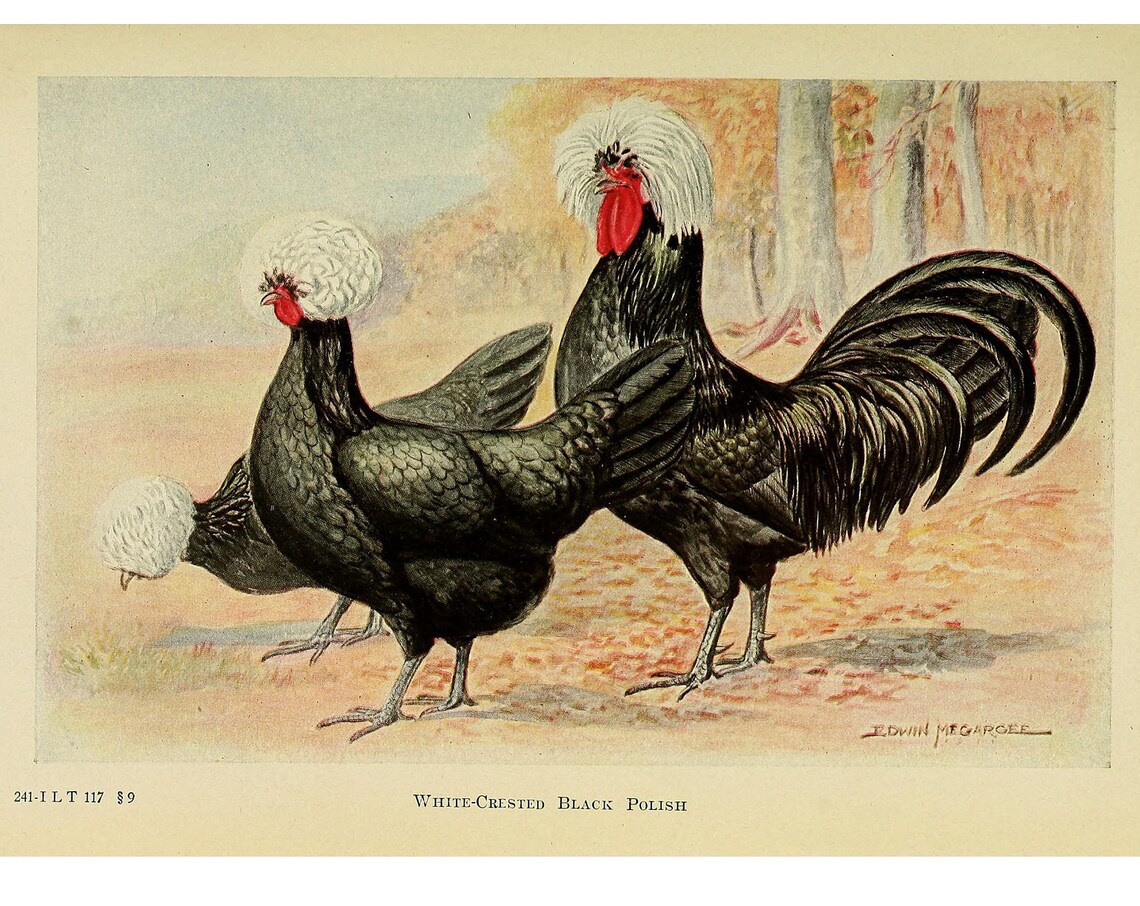 White Crested Black Polish Chicken Vintage Lithograph