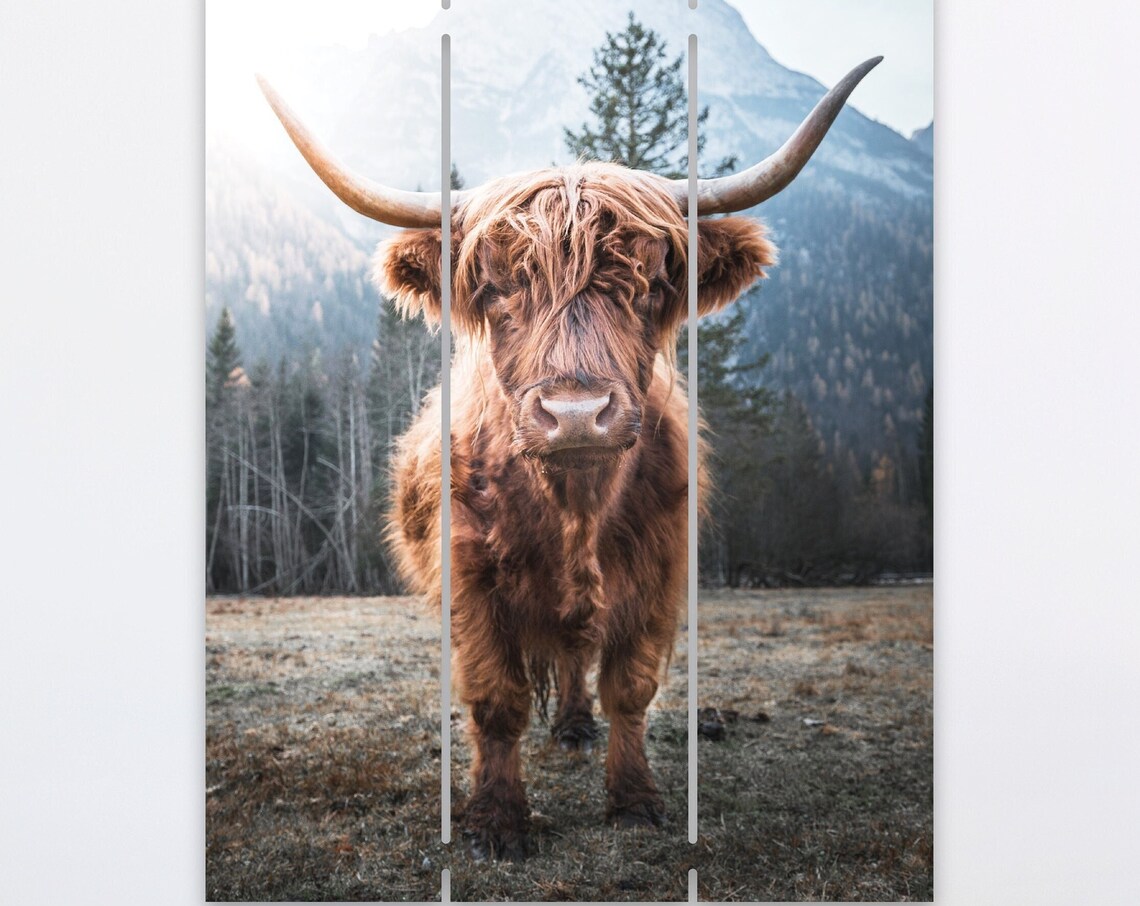 Highland Cow Portrait Longhorn Cattle Farmhouse Photo Poster