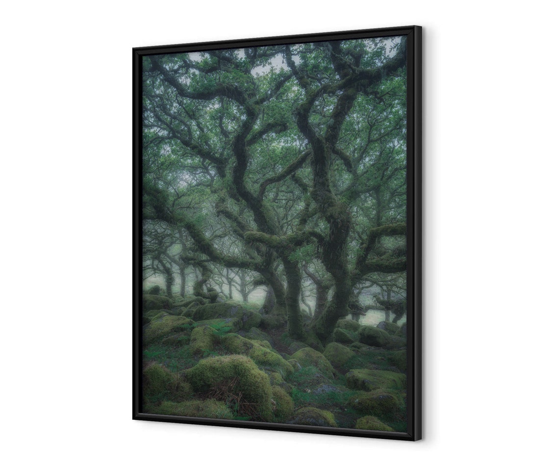 Ancient Twisted Oak Trees With Moss Over Boulders In Mist Poster - Image 4