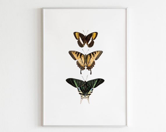 Butterfly Wall Art Vintage Entomology Nursery Butterfly Artwork Insect Print Antique Butterfly Print Eclectic Bohemian Gallery Wall Moth Art
