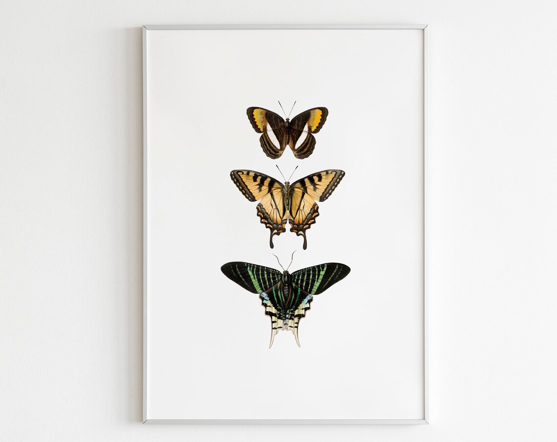 Three Butterflies Vintage Entomology Specimen Swallowtail Art Poster