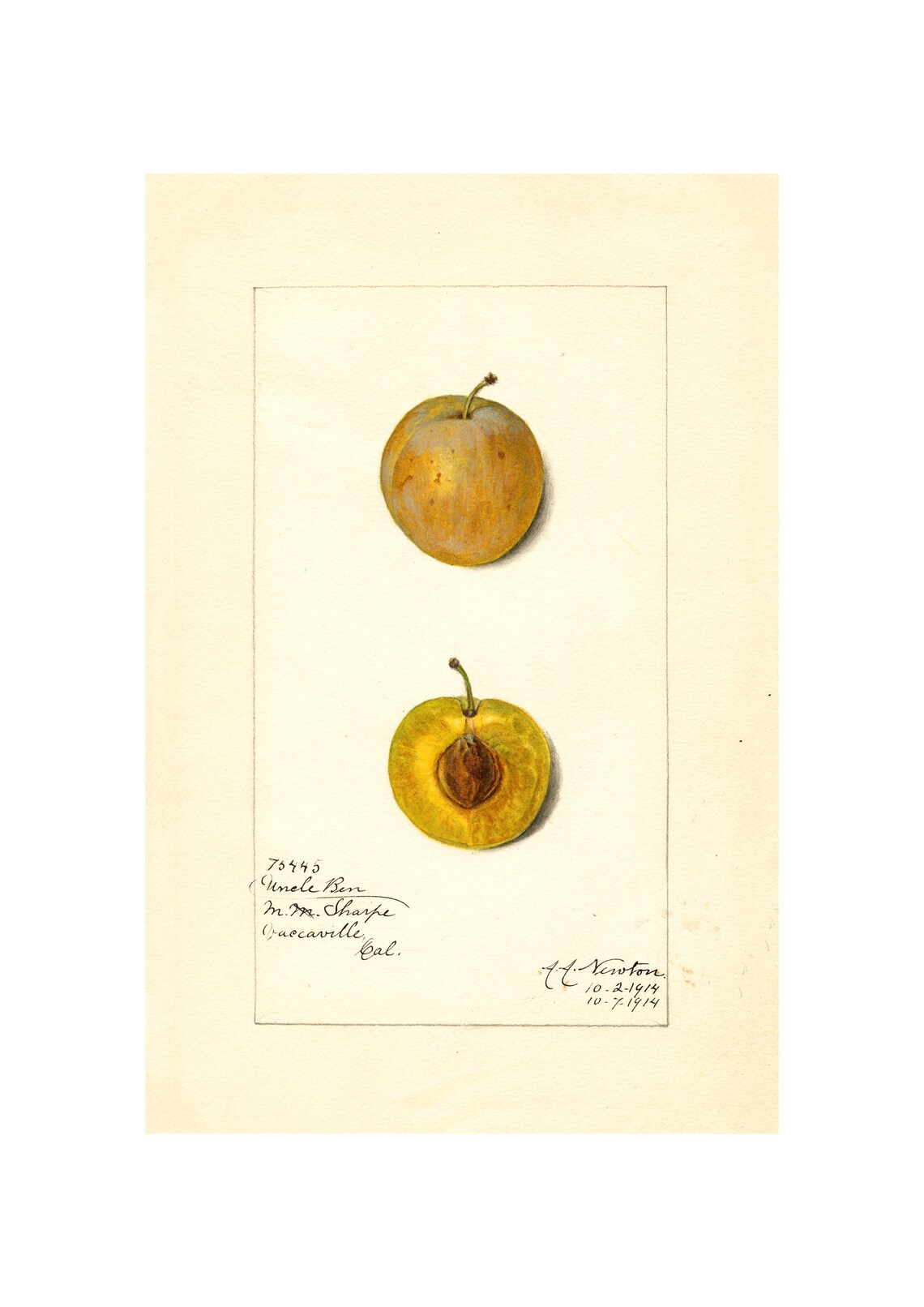 Uncle Ben Golden Plum Watercolor Antique Botanical Fruit Poster