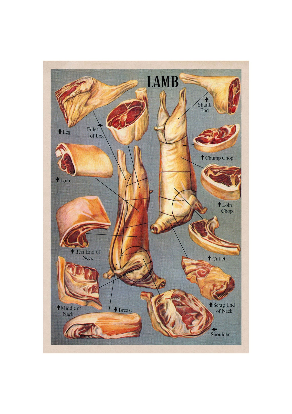 Retro Vintage Lamb Cuts Butcher Chart Kitchen Meat Guide Poster