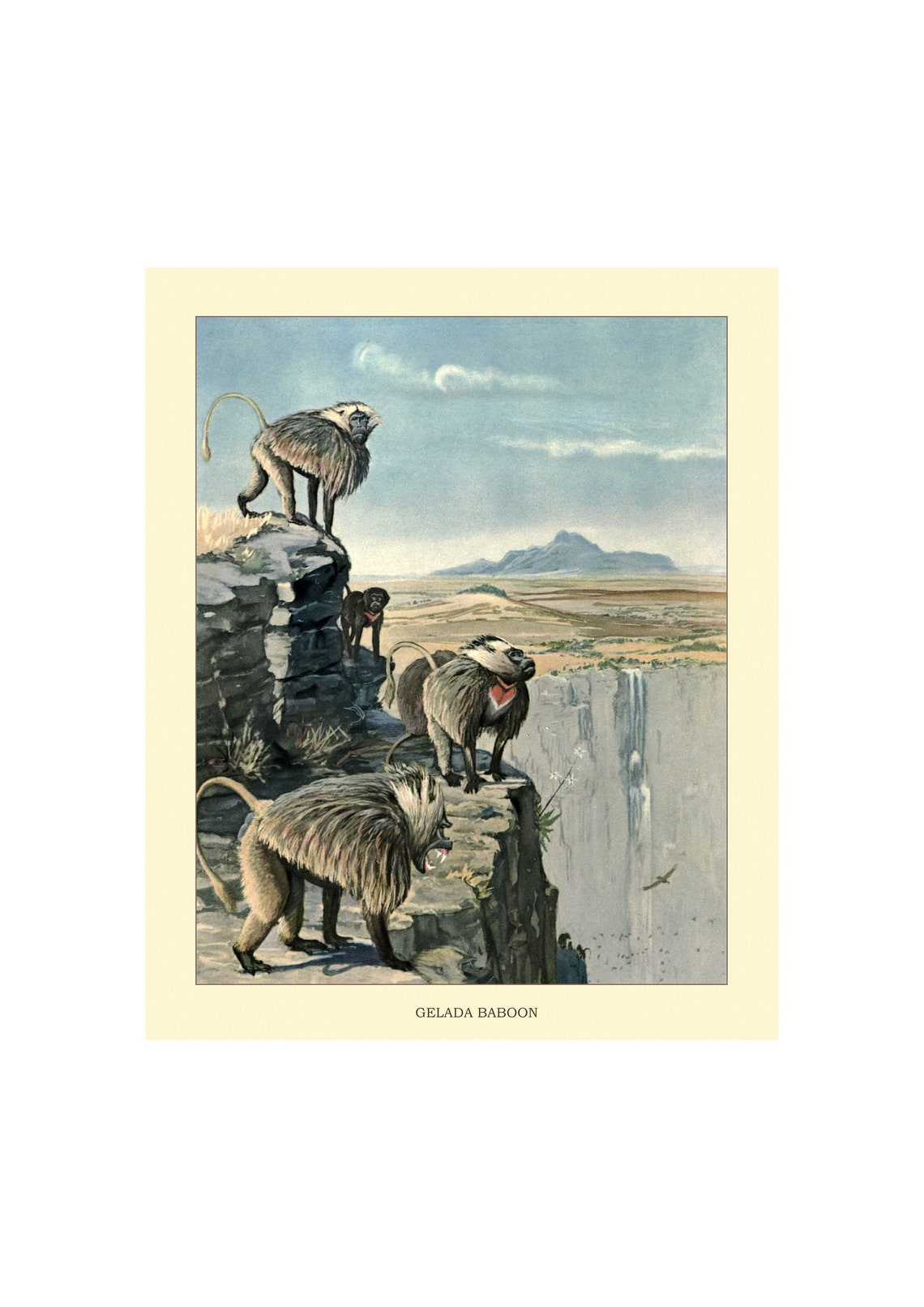 Gelada Baboon Vintage Natural History Primate Portrait Poster