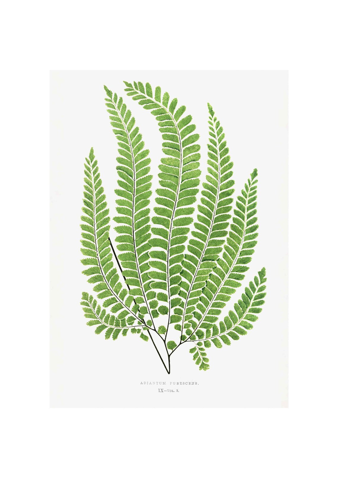 Adiantum Pubescens Ferns Vintage Art Print