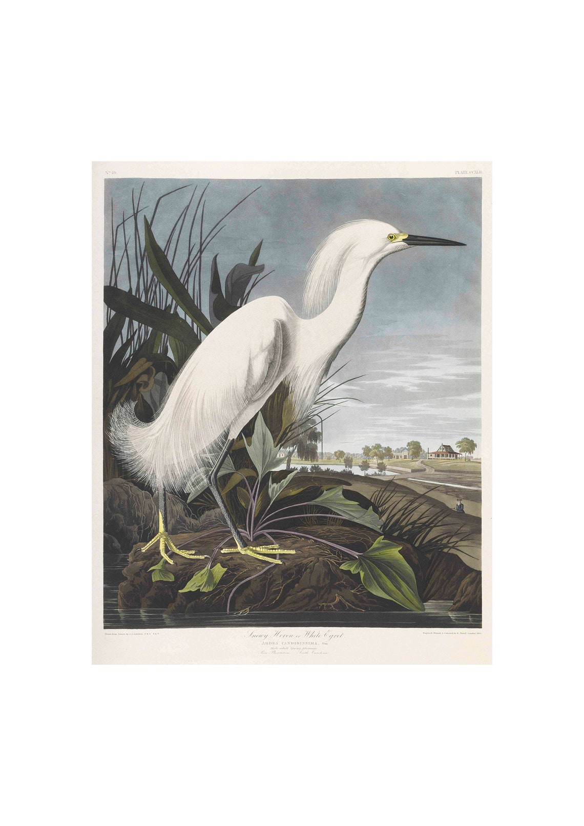 Snowy Heron White Egret by John James Audubon Marsh Scene Poster