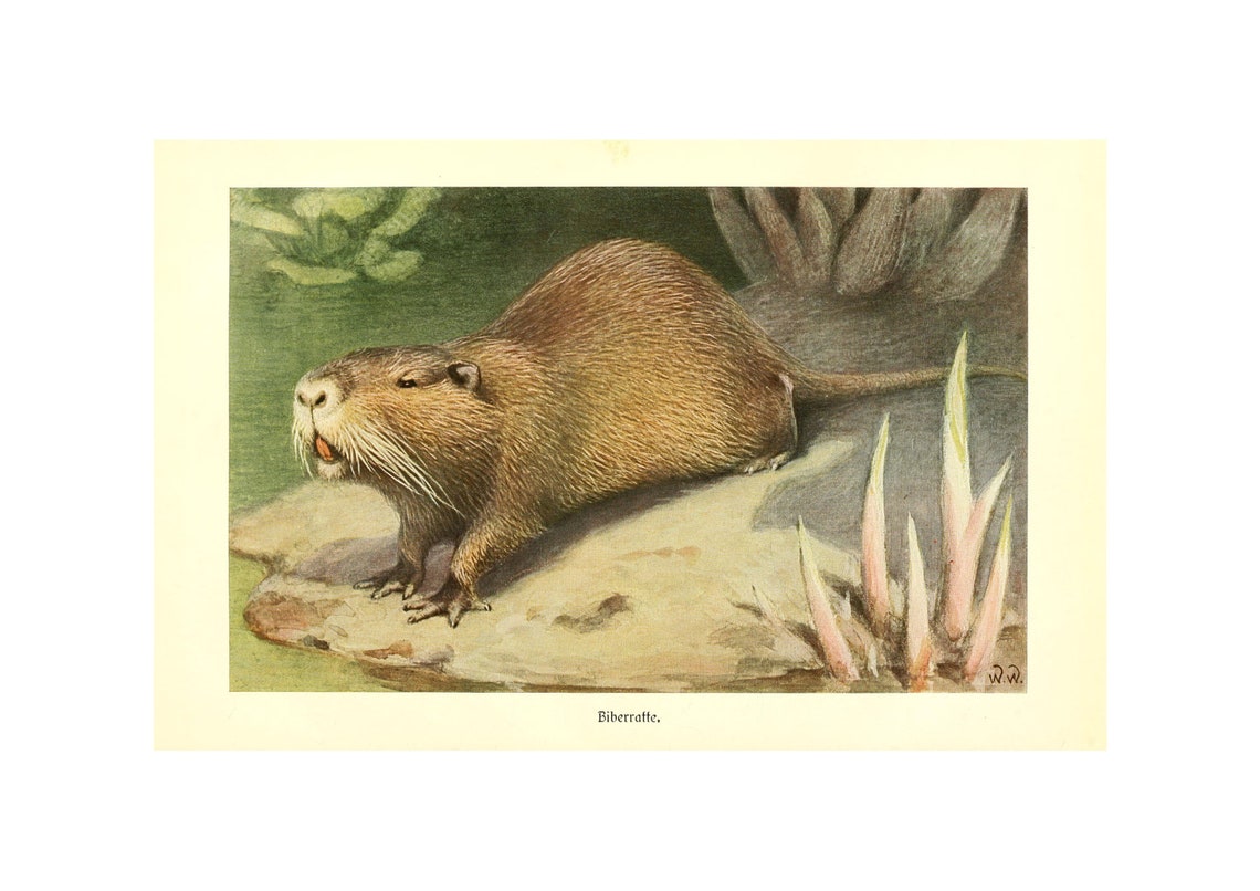 Coypu Biberratte Antique Natural History Wildlife Illustration Poster