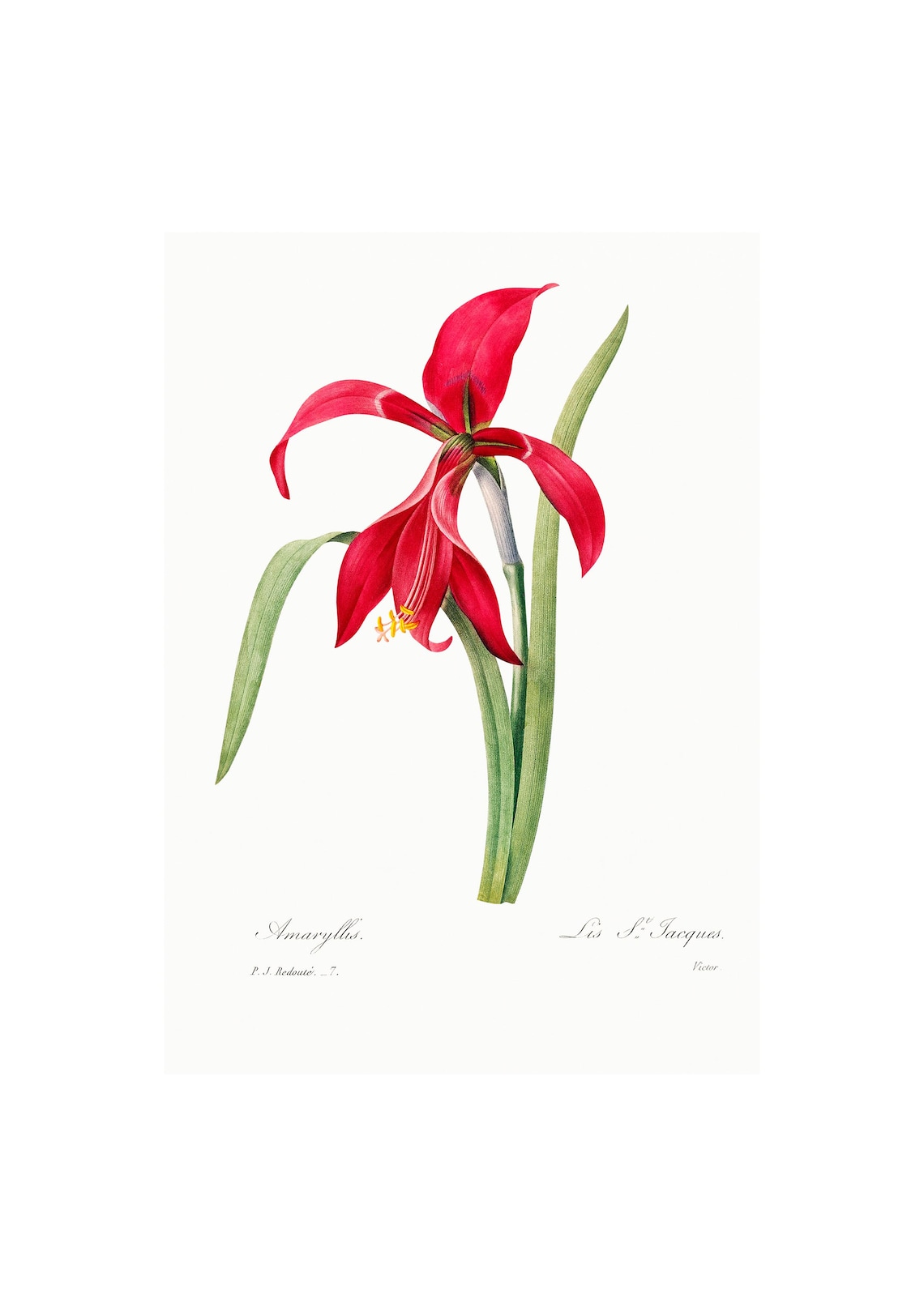 Amaryllis Antique Lithograph, Vintage Botanical Art Print