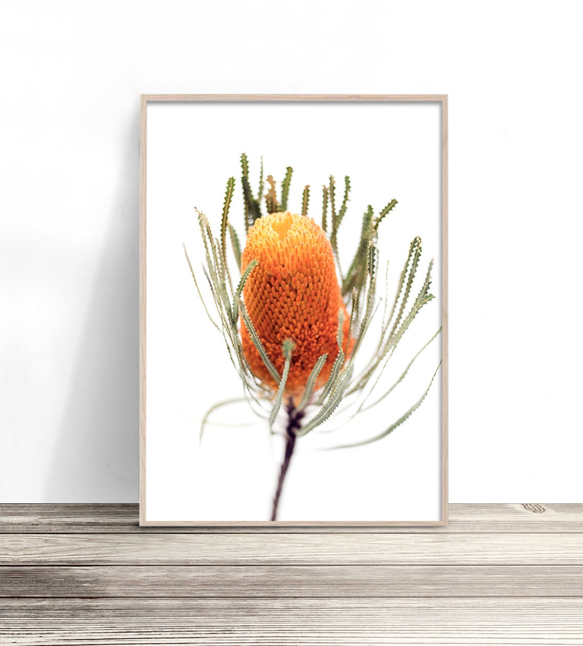 Burnt Orange Banksia Flower Native Australian Botanical Art Poster
