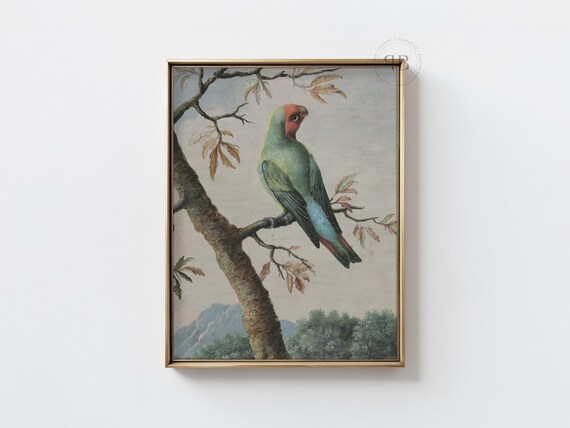 Parrot Bird Illustration Antique Natural History Wall Art Tropical Green Print Vintage Style No865