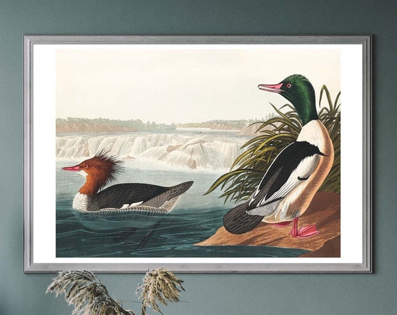 Goosanders Vintage Art Print Birds Of America Painting Duck Illustration Bird Watcher Gift
