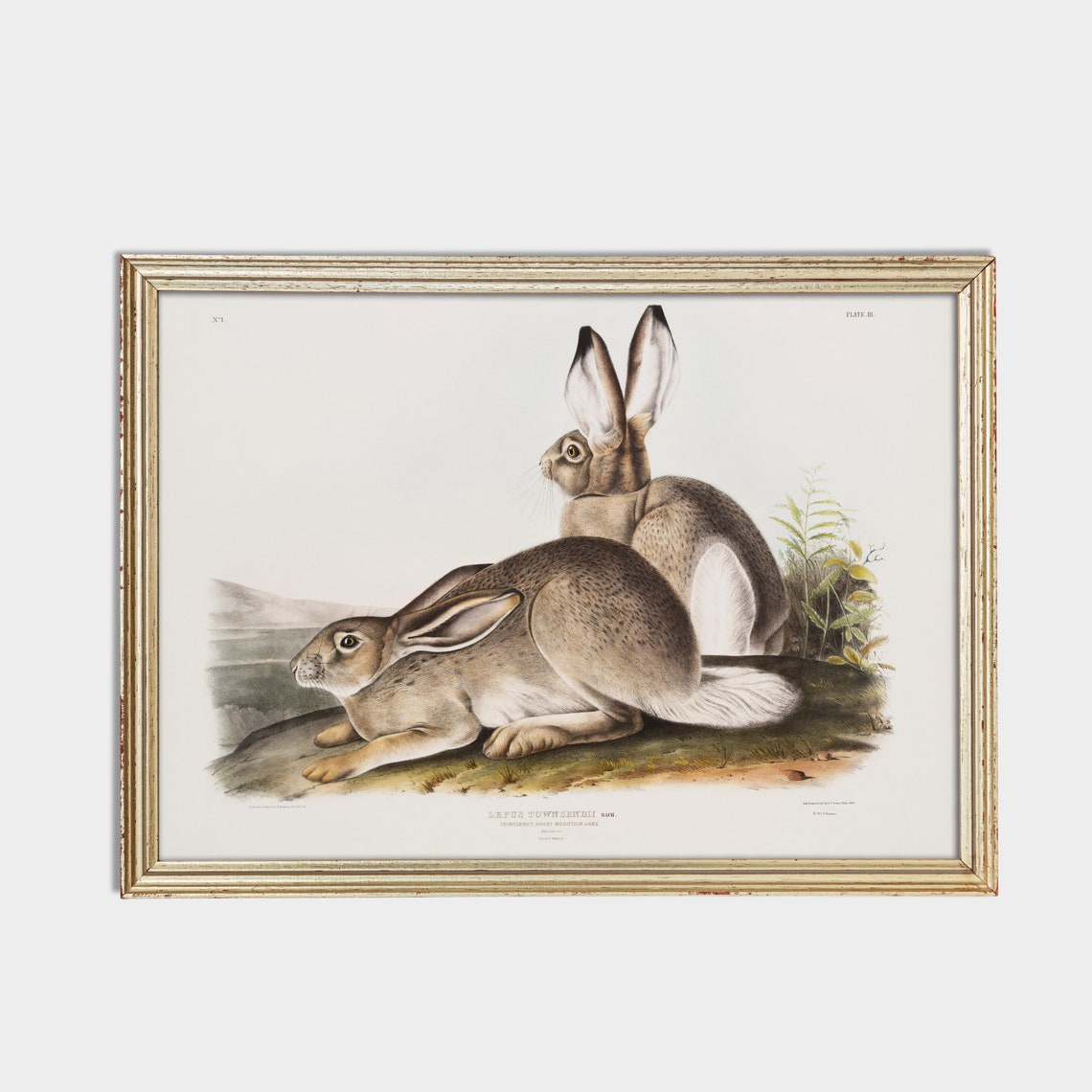 Audubon Townsend's Rocky Mountain Hare Naturalist Art Poster - Image 2
