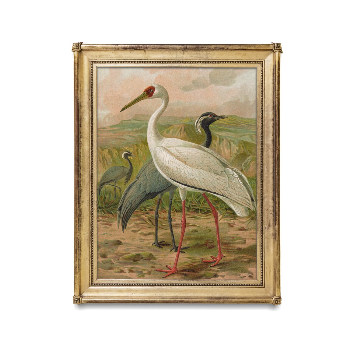 Siberian and Hooded Crane Vintage Ornithological Illustration Poster - Image 2