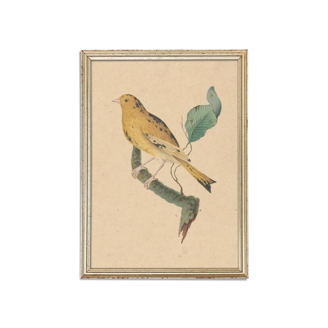 Yellow Bird on Branch Antique Watercolor Bird Illustration Poster - Image 3