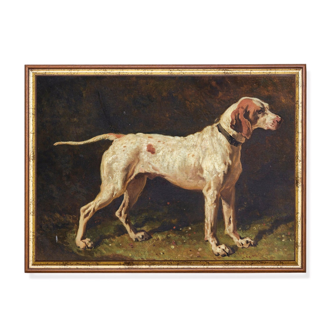 English Pointer Dog Standing Alert Vintage Sporting Portrait Poster