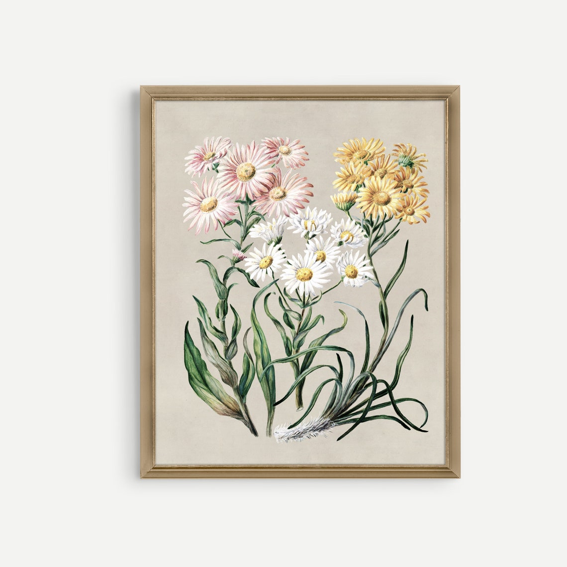 Pink Yellow and White Daisies Antique Botanical Study Framed Print - Image 5