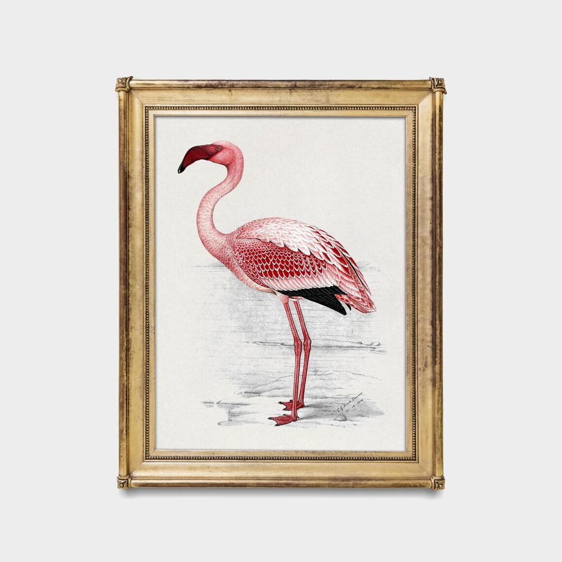 Pink Flamingo Antique Natural History Bird Illustration Poster - Image 5