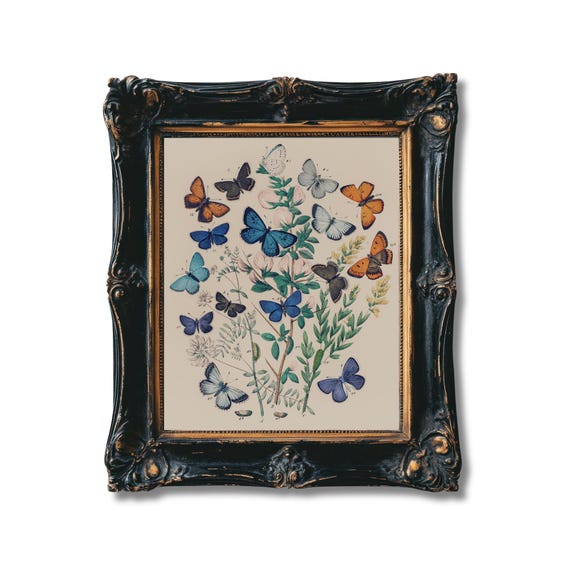Vintage Butterfly Botanical Print Antique Butterfly Illustration Nature Insect Wall Art Entomology Decor Butterfly Poster