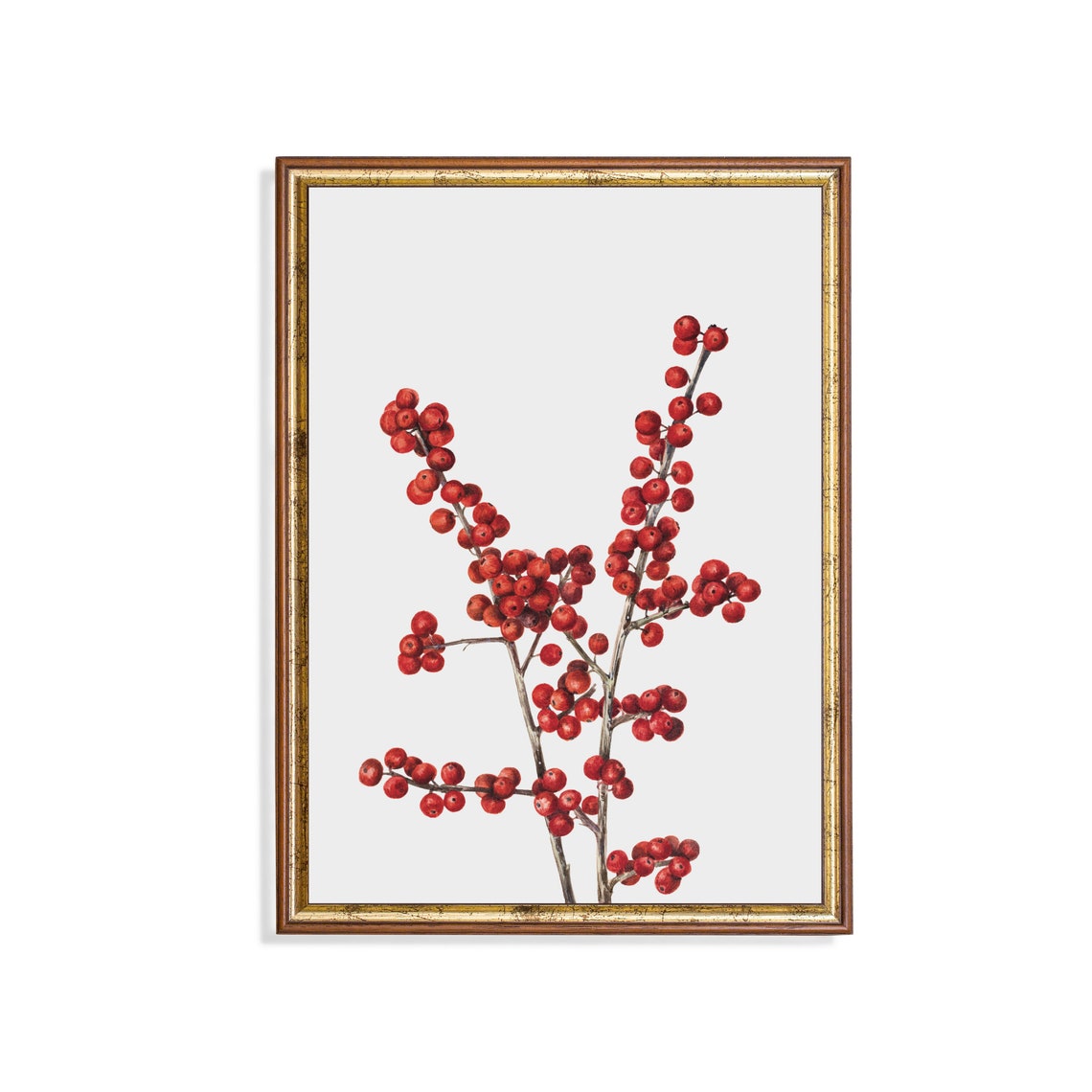 Bright Red Winterberry Branches Against a Crisp White Wall Art