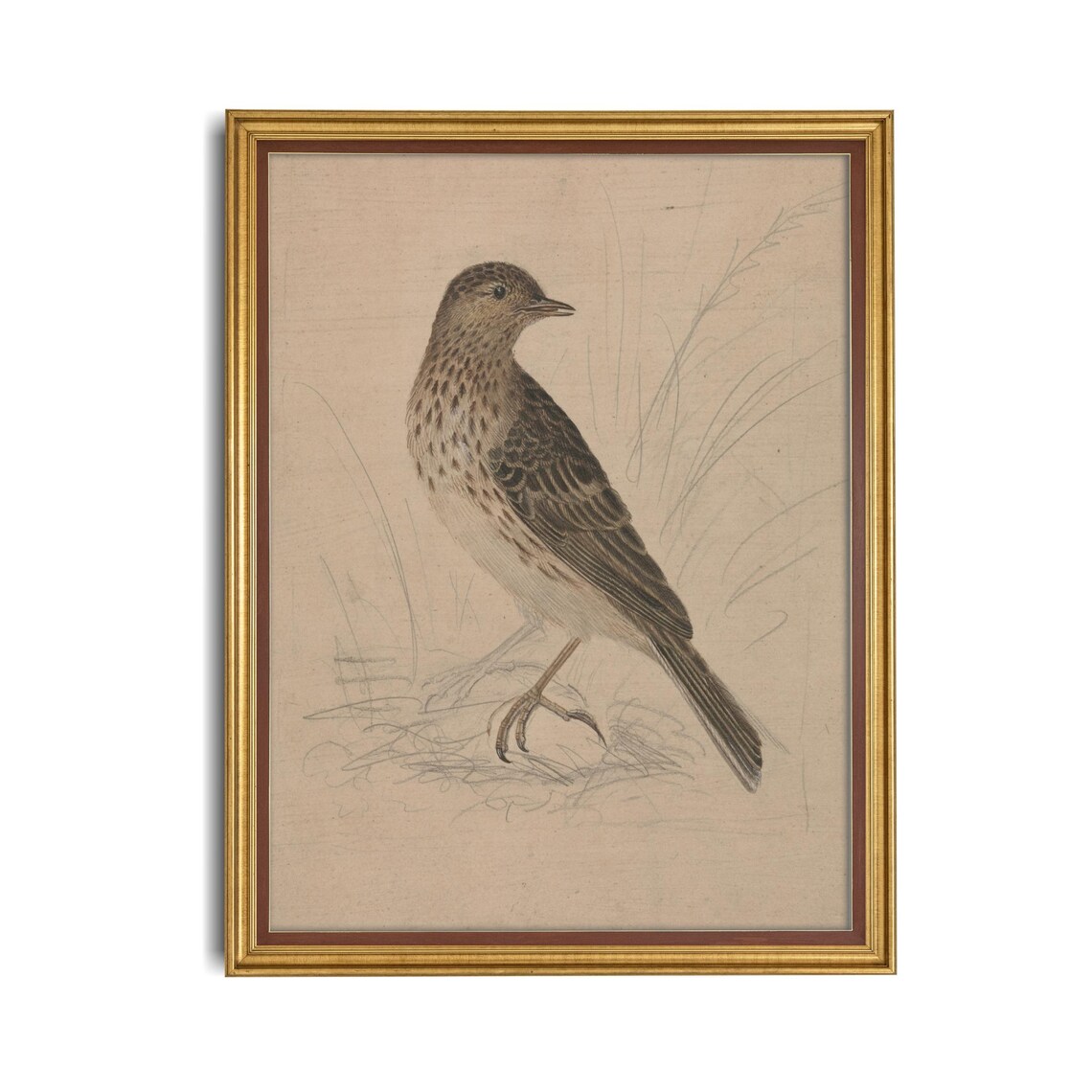 Speckled Songbird Standing in Grass Vintage Naturalist Sketch Poster - Image 4