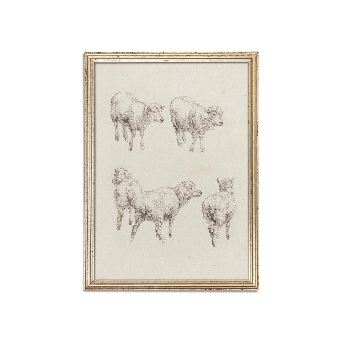 Five Sheep Vintage Pencil Sketch Animal Study Drawing Poster - Image 3