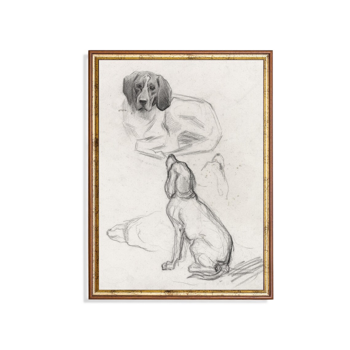 Hound Dog Study Pencil Sketches Antique Animal Drawing Wall Art