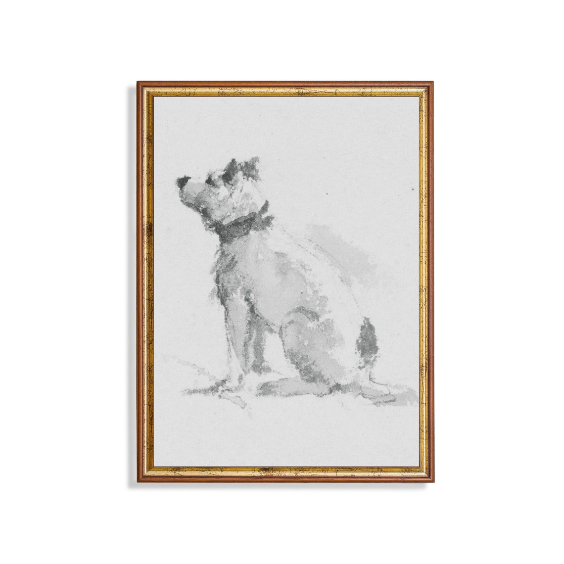 Seated Terrier Dog Gazing Upward Antique Pencil Sketch Study Poster
