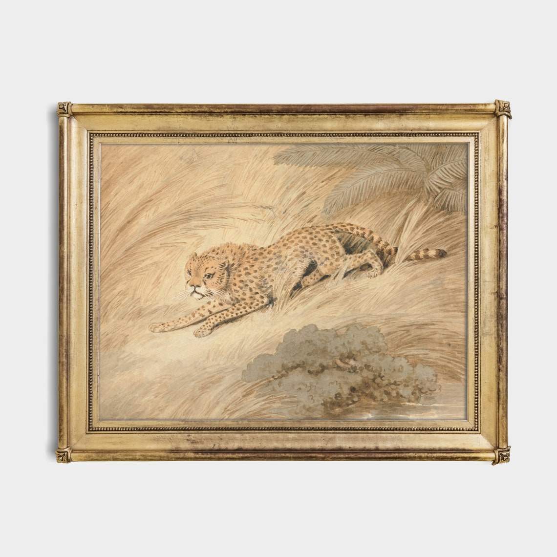 Antique Cheetah Crouching in Tall Grass Naturalist Study Poster - Image 2