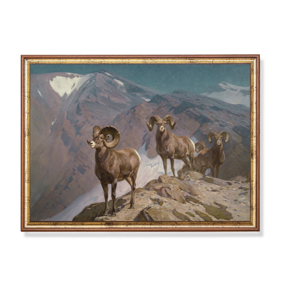 Bighorn Sheep Rams On A Rocky Mountain Ridge Painting Poster