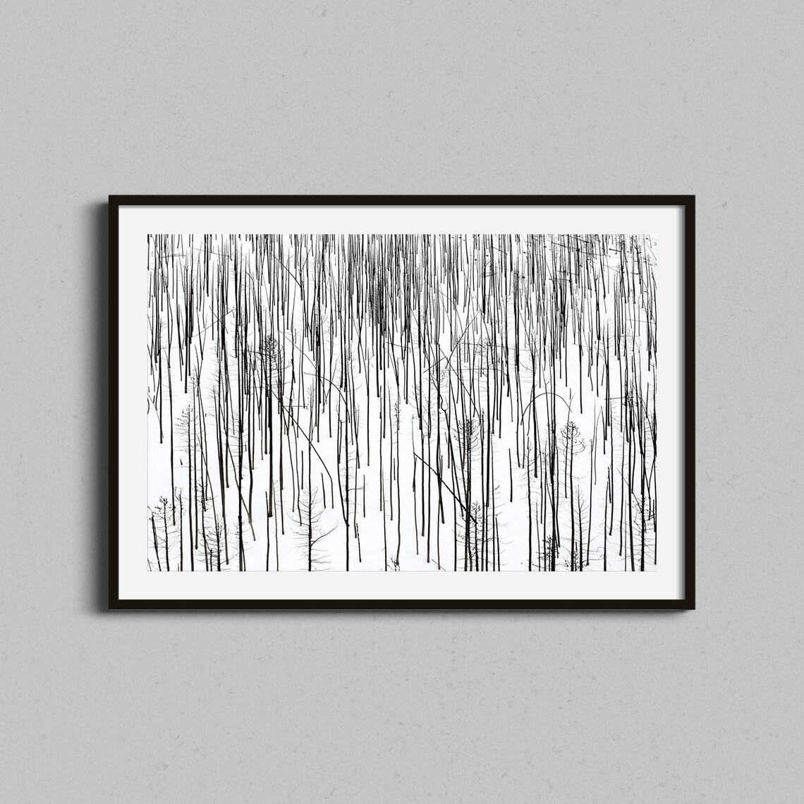 Colorado Abstract Burned Forest, Black and White Art Print