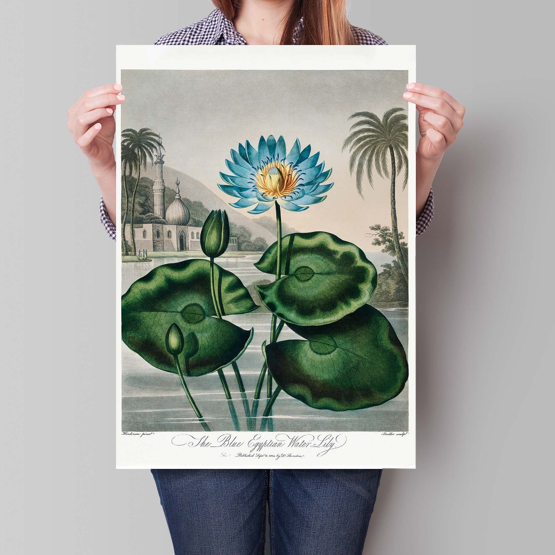 Robert John Thornton Blue Egyptian Water Lily Temple Pond Poster - Image 4
