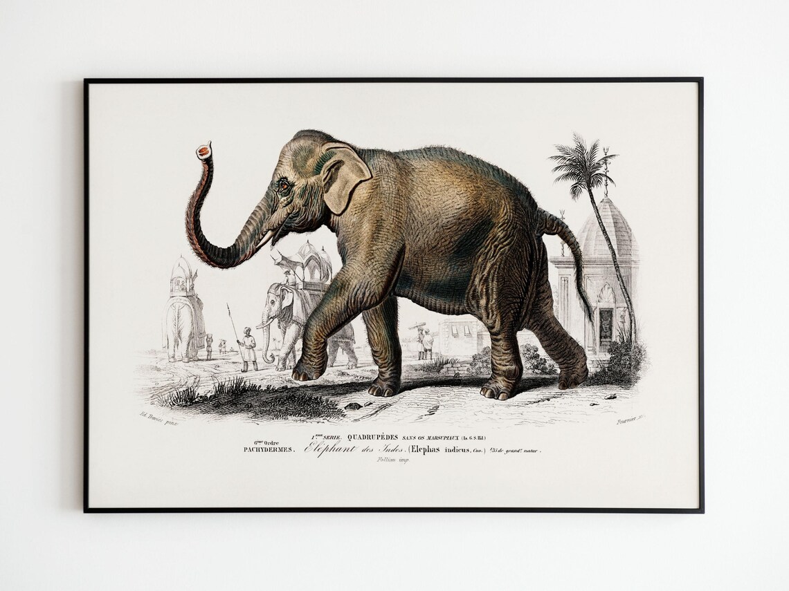 Elephant of India Natural History Antique Engraving Plate Poster