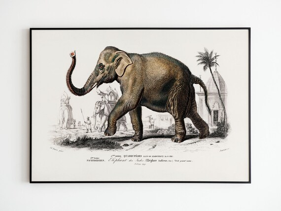 Elephant of India Natural History Antique Engraving Plate Poster