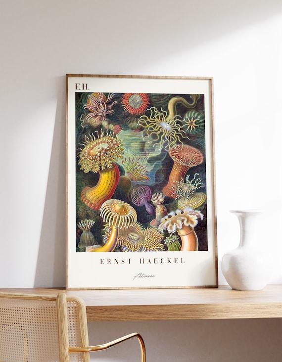 Ernst Haeckel Actiniae Botanical Painting Vintage Print Flowers Wall Art Nature Fine Poster