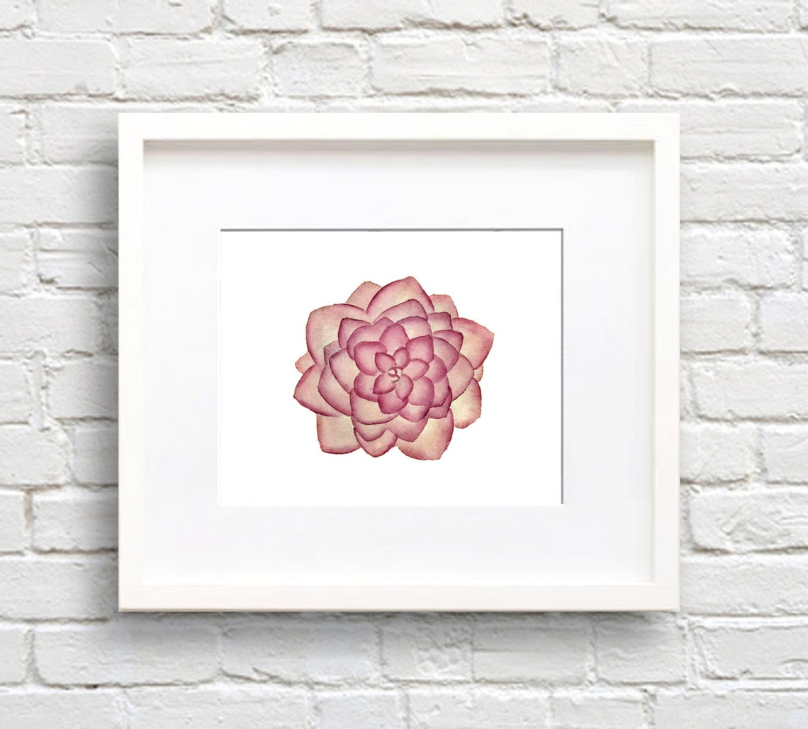 Pink Rosette Succulent Top View Watercolor Plant Decor Poster