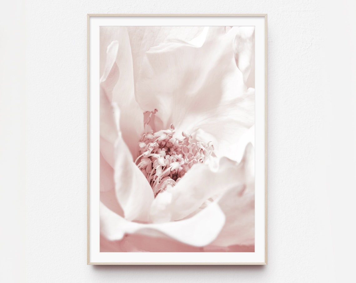 Peony Pink Botanical Art Print