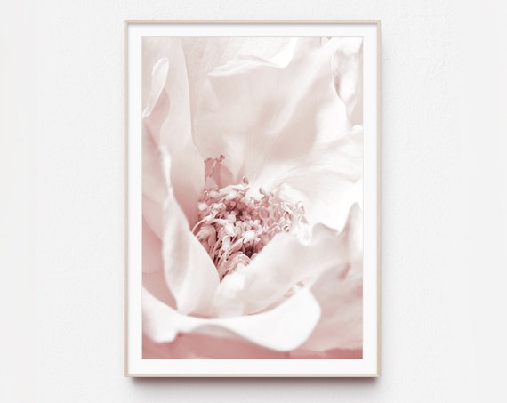 Peony Pink Botanical Art Print