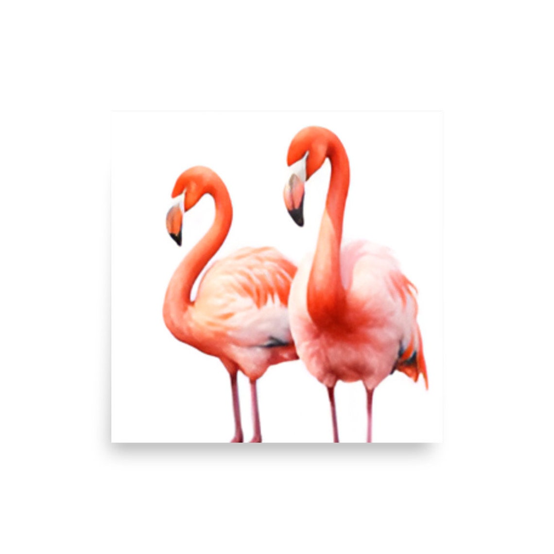 Two Pink Flamingos Watercolor Bird Art Poster Soft White Background - Image 2