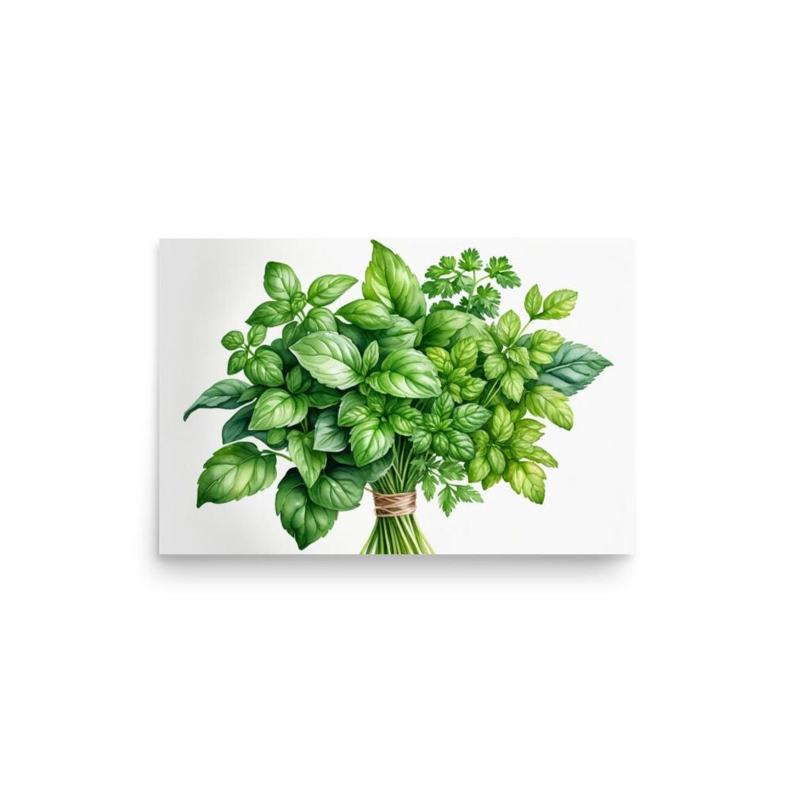 Parsley and Basil Watercolor Art Print, Botanical Herbs - Image 2