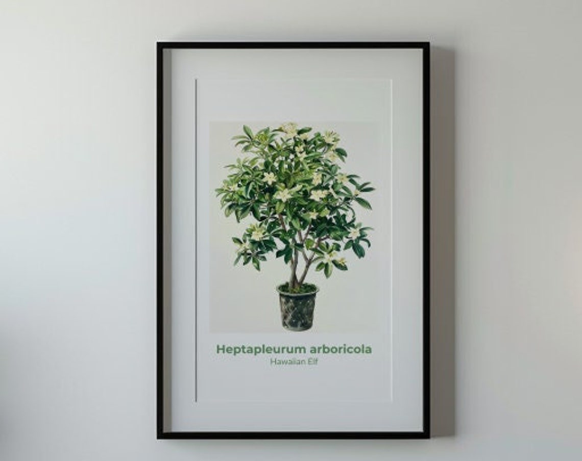 Hawaiian Elf Heptapleurum Arboricola Tree Watercolor Art Poster