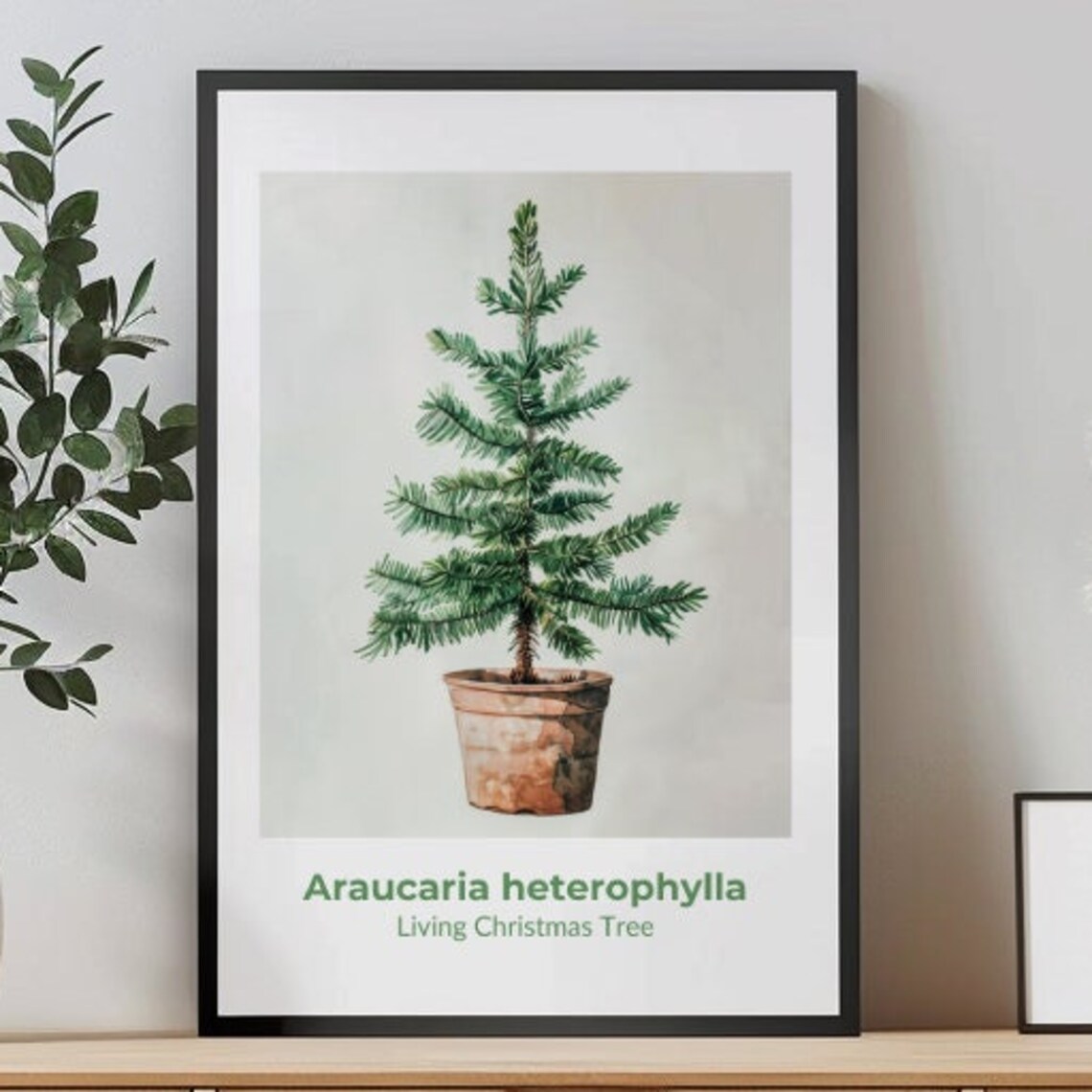 Araucaria Heterophylla Living Christmas Tree Watercolor Art Poster