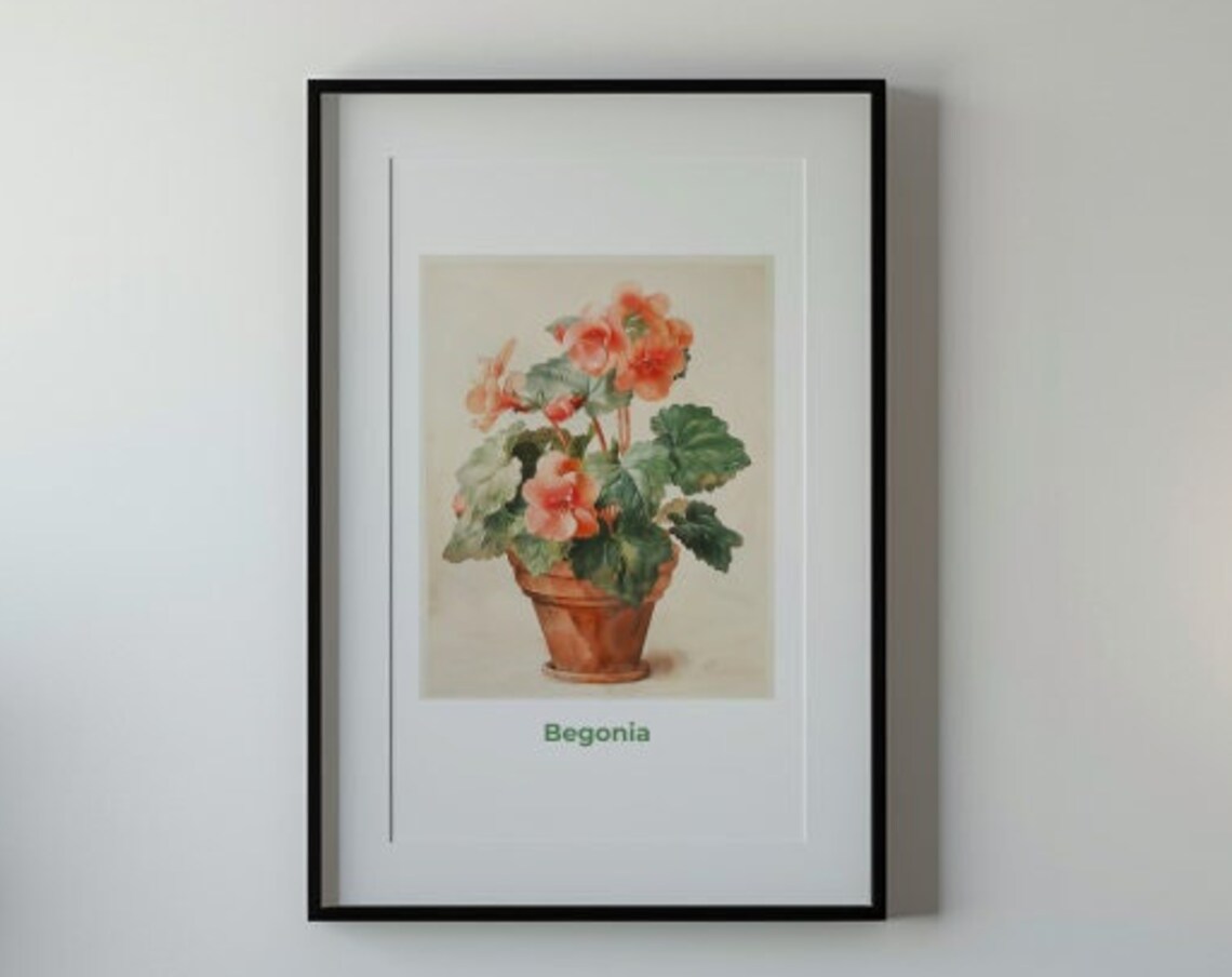 Begonia Coral Pink Blooms Potted Watercolor Botanical Art Poster