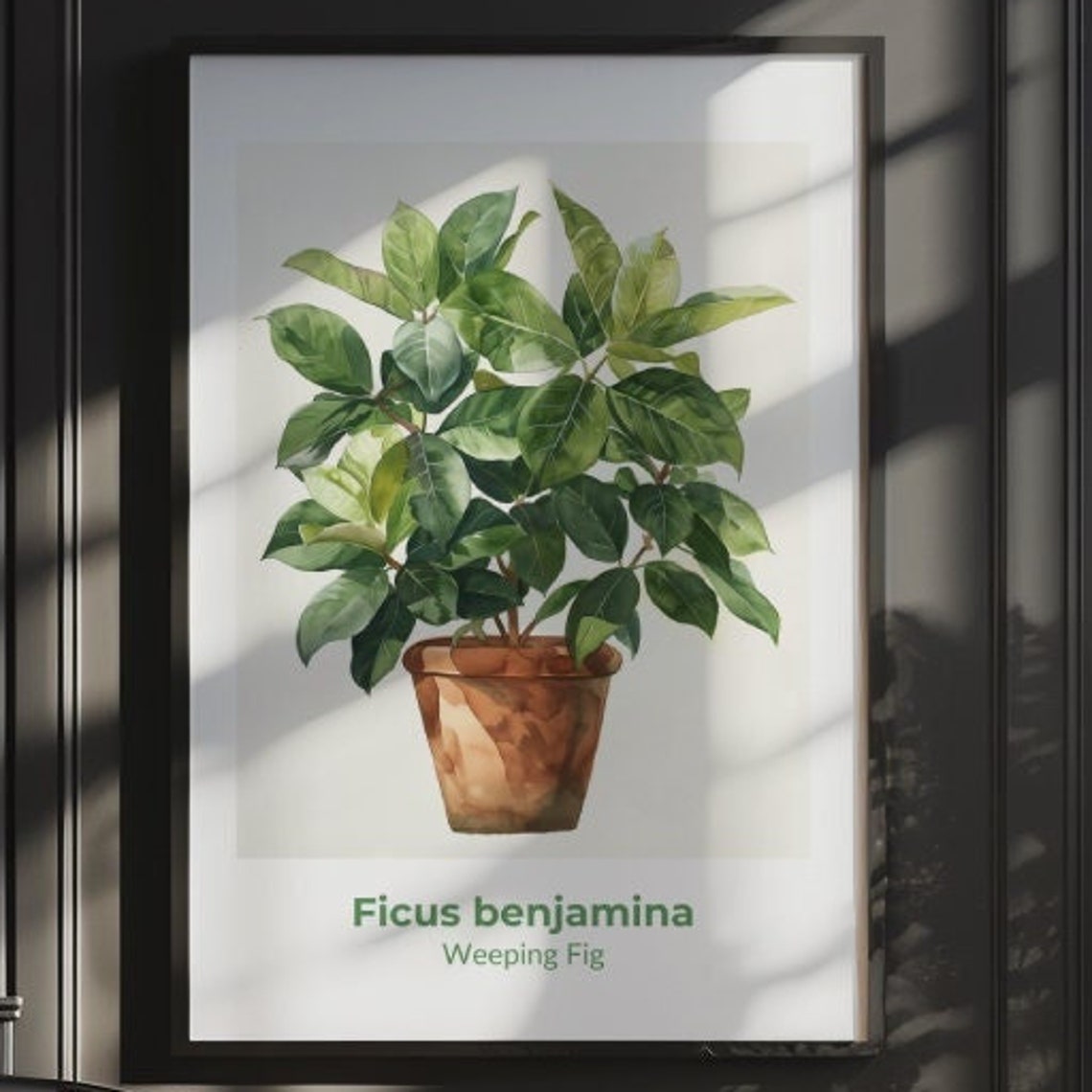 Ficus Benjamina Weeping Fig Potted Watercolor Botanical Art Poster