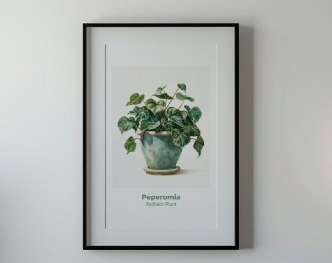 Peperomia Radiator Plant Potted Leaves Watercolor Botanical Poster
