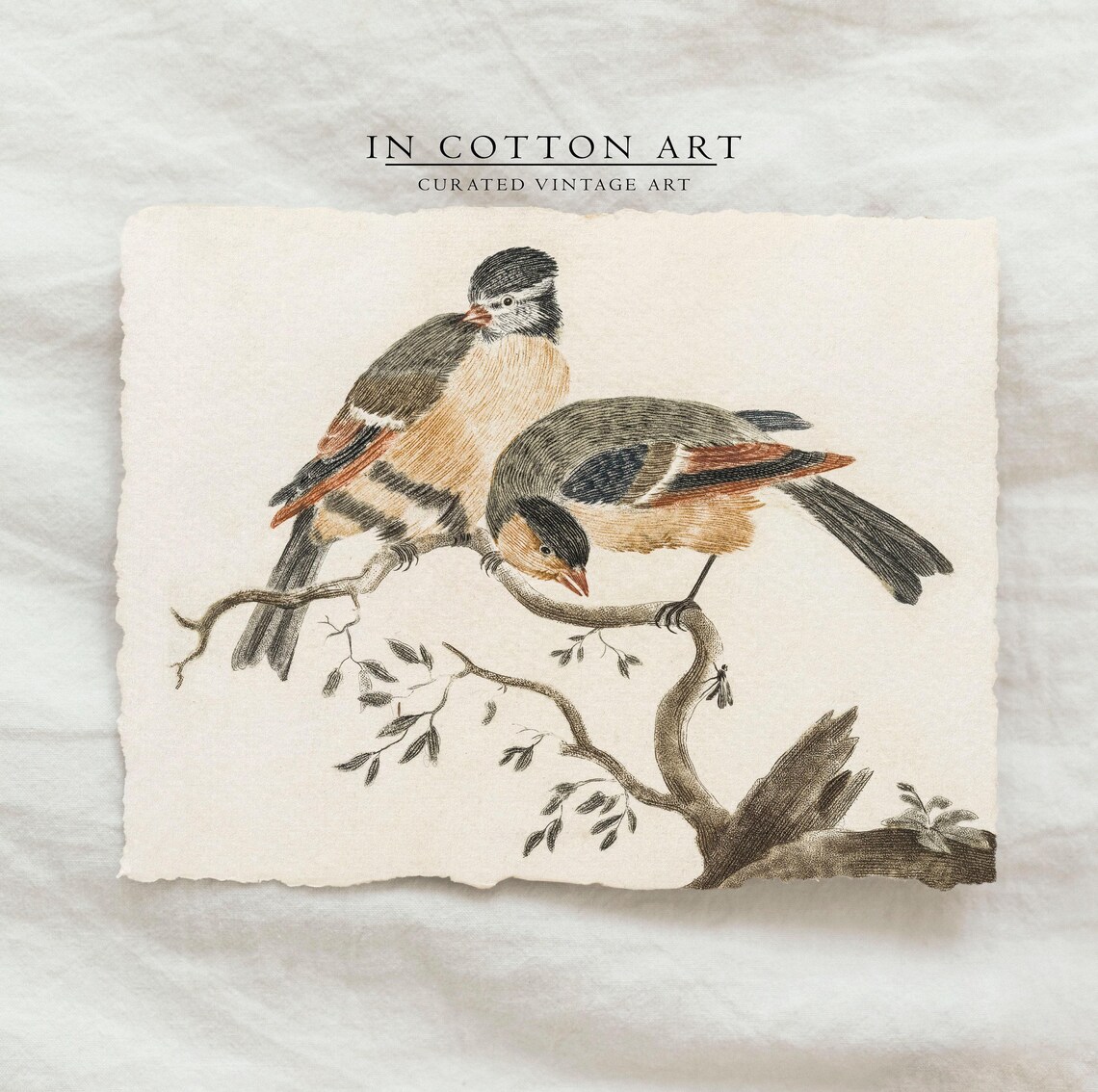 Vintage Bird Nursery Art Print, Antique Farmhouse