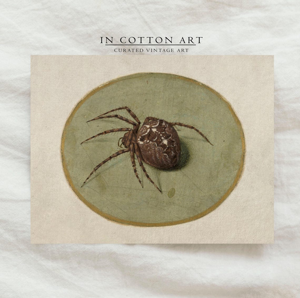 Antique Spider Illustration Orb Weaver Oval Vignette Art Print