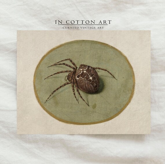 Antique Spider Illustration Orb Weaver Oval Vignette Art Print